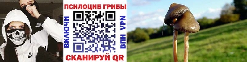 наркотики  Балтийск  Псилоцибиновые грибы Magic Shrooms 